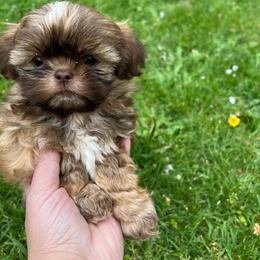 Crisp - Tricolor male Shih Tzu puppy in Puyallup, Washington from Sugar and Spice Shih Tzu