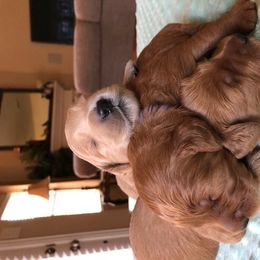 Goldendoodle Puppies from Idyllic Doodles