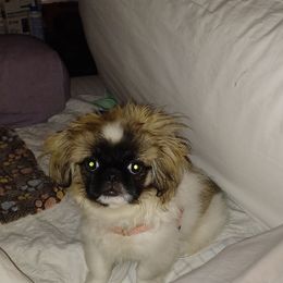 Girl 1 - Gray sable female Pekingese puppy in Andrews, South Carolina from Purple Diamonds Kennel