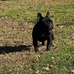 French Bulldog All Grown Up from Phoenix Rising