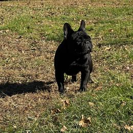 French Bulldog All Grown Up from Phoenix Rising
