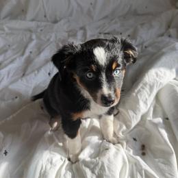 Daisy - Black tri female Miniature Australian Shepherd puppy in Georgetown, Texas from The Darling Pup