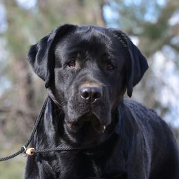 Roker - Labrador Retriever