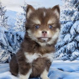 Caramel (Micro) - 2000.00 - Chocolate female Pomsky puppy in Spring Hill, Florida from www.PuppyTimeEmporium.com