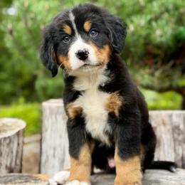 Shazam (Orange Collar) - Black rust and white male Bernese Mountain Dog puppy in Stanwood, Washington from Butter Cup Pups and Paws