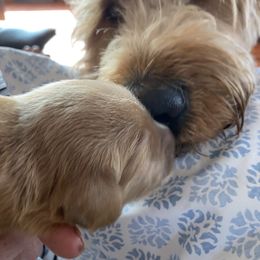 Goldendoodle Puppies from Cottage Companion Doodles