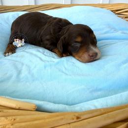 Snickers - Chocolate and tan male Dachshund puppy in Cave City, Kentucky from Mammoth Cave Dachshunds