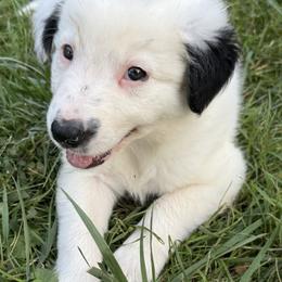 3D - White ticked male Border Collie puppy in Salem, Indiana from Hidden Creek