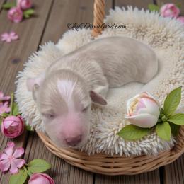 Snow - Cream female Dachshund puppy in Oklahoma City, Oklahoma from OkieDoxieland Dachshunds