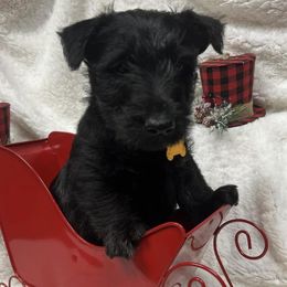 Scottie - Scottish Terrier