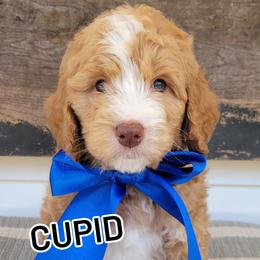Bernedoodle and Goldendoodle Puppies from Elite Goldendoodles and Bernedoodles