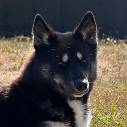 Delilah - Siberian Husky