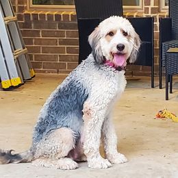 Snickers - Bernedoodle