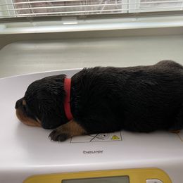 Rottweiler Puppies from GrowlHausRotts