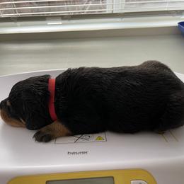 Rottweiler Puppies from GrowlHausRotts