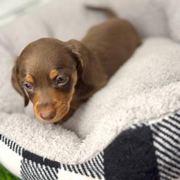 AKC Mickey - Chocolate and tan male Dachshund puppy in Laveen, Arizona from Acosta Kennel