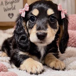 Daisy - Black and cream female Dachshund puppy in Mesa, Arizona from Dach Army LLC