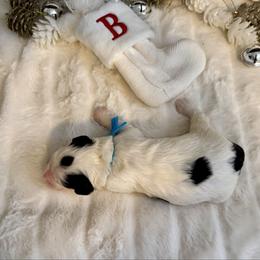 Christmas Vacation - Tri-color female Bernedoodle puppy in Hegins, Pennsylvania from Bubbling Springs Doodles, LLC