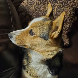Nubby - Pembroke Welsh Corgi