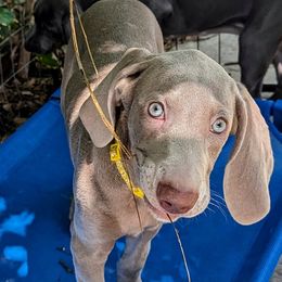 Girl 3 - Silver gray Weimaraner puppy in Jupiter, Florida from Khepri Weimaraners