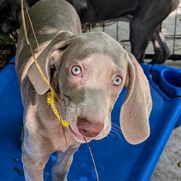 Girl 3 - Silver gray Weimaraner puppy in Jupiter, Florida from Khepri Weimaraners