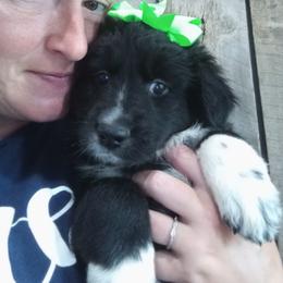Australian Shepherd Puppies from Copeland's Kennels