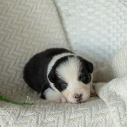 Puppy 8 Green - Black tri-color male Australian Shepherd puppy in Avoca, Iowa from Danker Farms