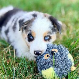 Raya - Blue merle female Australian Shepherd puppy in Vernal, Utah from Dancing M Australian Shepherds