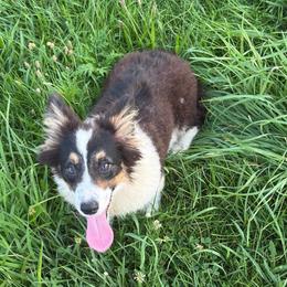 Glacier - Black and white male American Corgi puppy in Heyworth, Illinois from Schumaker Corgis