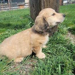 Puppy 4 - Cream male Dachshund puppy in Klamath Falls, Oregon from Luvindoxys4u