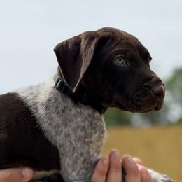Hank Black collar - Liver roan male German Shorthaired Pointer puppy in Six Mile, South Carolina from The Proper Pointer Co.