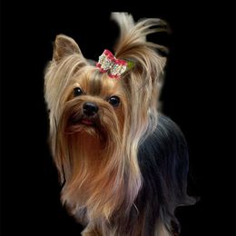 Dazzle - Yorkshire Terrier