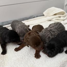 Doberman Pinscher Puppies from Haus of Hound