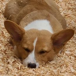 Tator - Pembroke Welsh Corgi