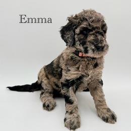 Emma - Merle female Goldendoodle puppy in Milford, Pennsylvania from Doodles Are Golden