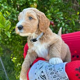 Grey Collar - Ghant (Belgium) - Apricot male Goldendoodle puppy in West Sacramento, California from Pomegranate Doodles