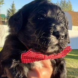 Bernedoodles from Zulu Bernedoodles