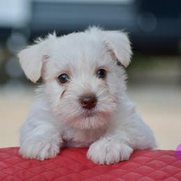 Purple - White female Miniature Schnauzer puppy in Sumner, Texas from 3M Kennels, LLC