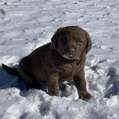 "First snow" Chesapeake Bay Retriever Puppies from Three Horses Chesapeakes