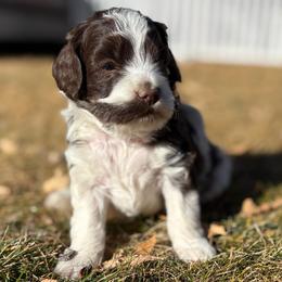 Holly - Brown and white female Cockapoo puppy in Larimer County, Colorado from Puppy Love Doodles