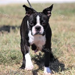 Polly - Boston Terrier