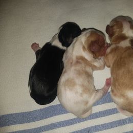 Cavalier King Charles Spaniel Puppies from Country Cavaliers