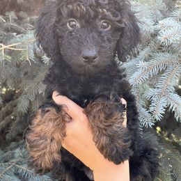 Howie - Phantom male Bernedoodle puppy in Caldwell, Idaho from Treasure Valley Poodles
