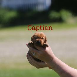 Captian - Yellow male Labrador Retriever puppy in South Lyon, Michigan from Matoskah Meadows Labradors