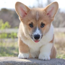 Honeybun - Red male Pembroke Welsh Corgi puppy in Pollock, Missouri from Northstar