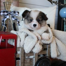 Buttercup - Sable female Pembroke Welsh Corgi puppy in Purcellville, Virginia from Rhone River Farm Pembroke Welsh Corgis