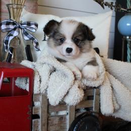 Buttercup - Sable female Pembroke Welsh Corgi puppy in Purcellville, Virginia from Rhone River Farm Pembroke Welsh Corgis