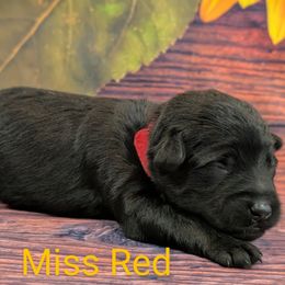 Miss Red - Black female Labradoodle puppy in Lebanon, Pennsylvania from Robertson's Retrievers and Doodles