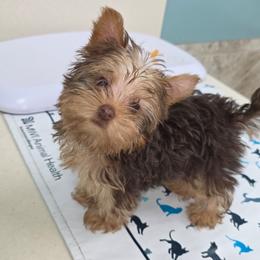 Mocha - Chocolate, tan and white female Yorkshire Terrier puppy in Lakeland, Florida from You Me & The Yorkies