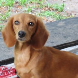 Isabella - Dachshund